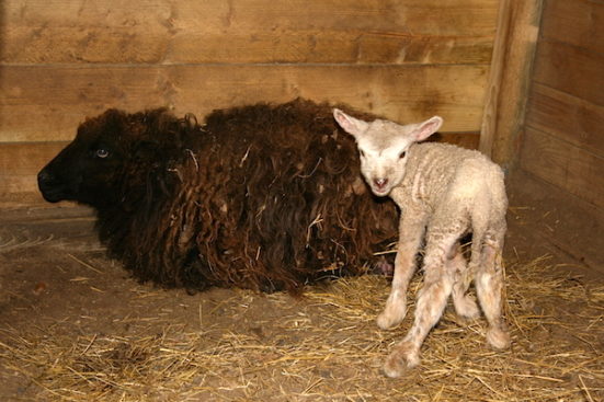 ewe and lamb