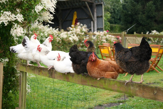 les poules