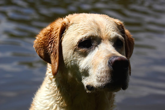 Frodo, our friendly dog