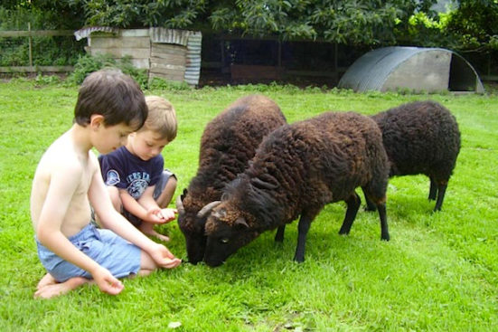 boys with sheep