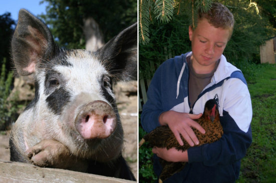 pig and boy with hen